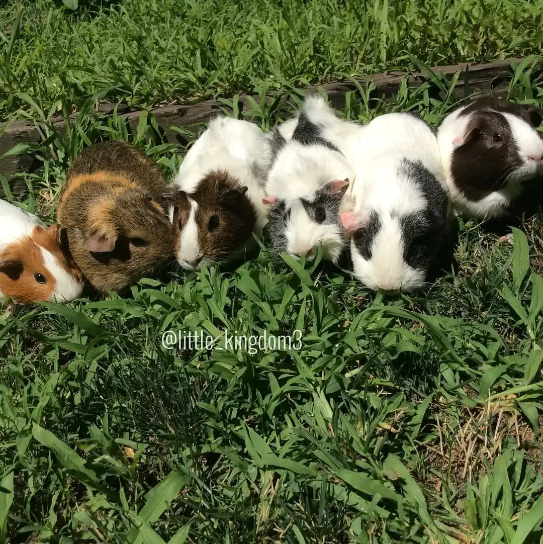 Guinea Pig Gathering