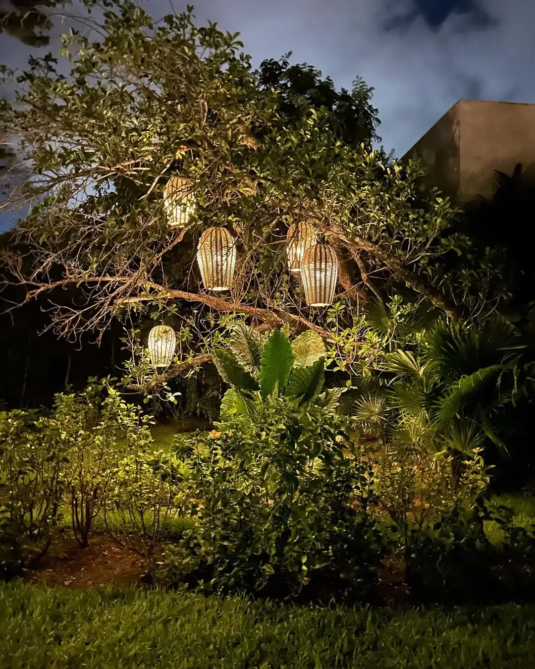 Hanging lanterns from trees
