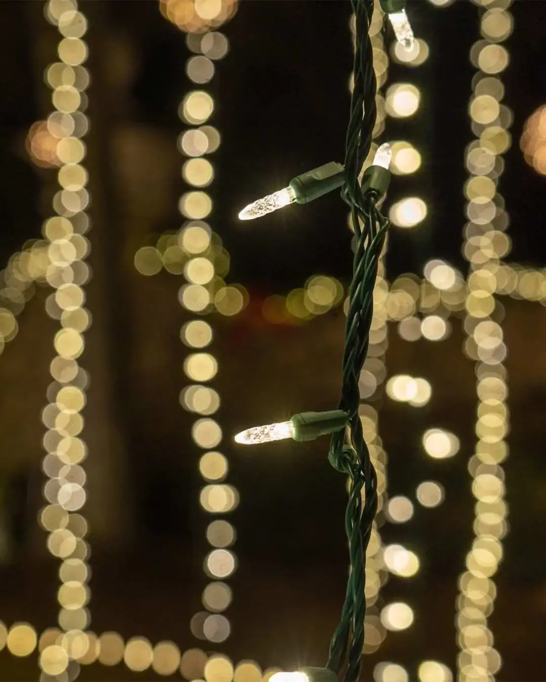 String lights on trees 🌳