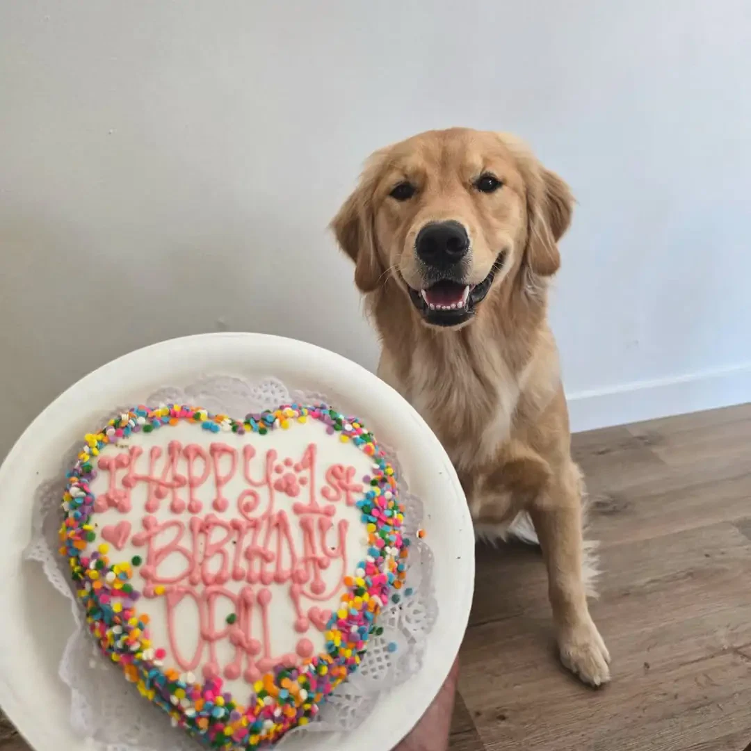Meat-Based Savory Dog Cake