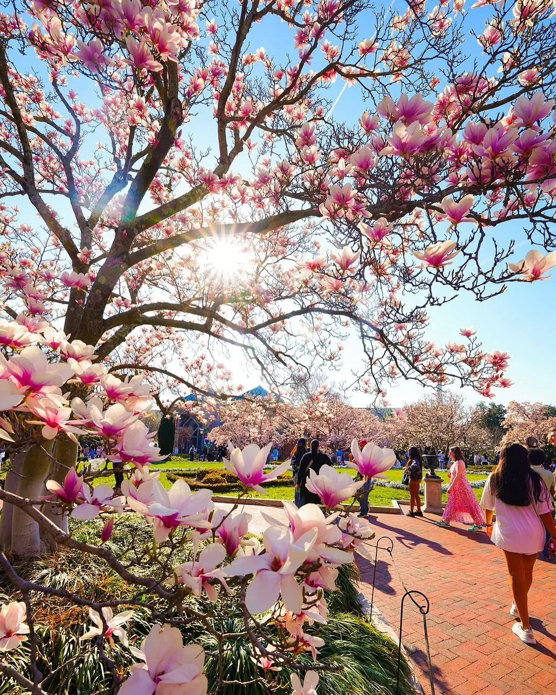 Cherry Blossom Theme