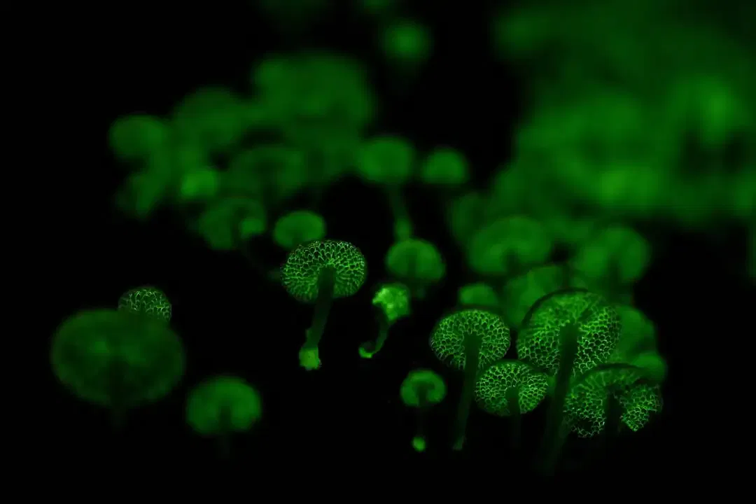 Glow-in-the-Dark Mushrooms